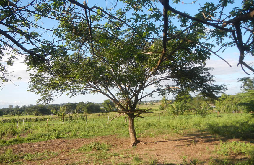 A tree in a field