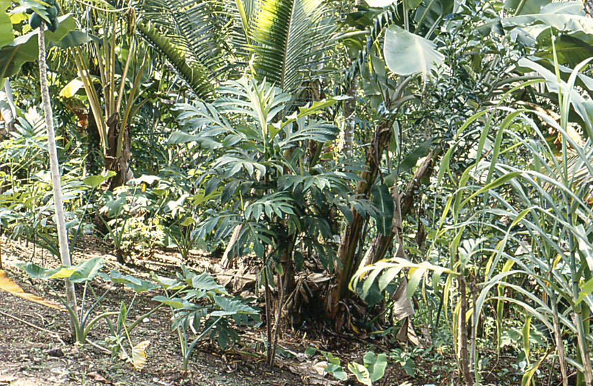 Close up of agro crops