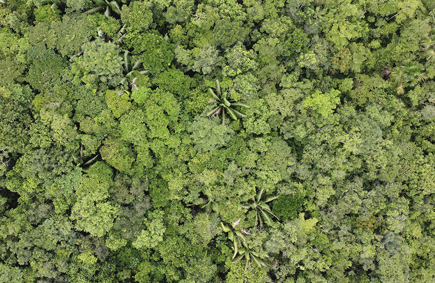 Aerial shot of forest canopy
