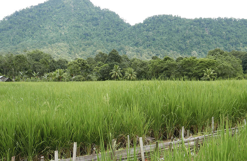 Rice field in Malaysia