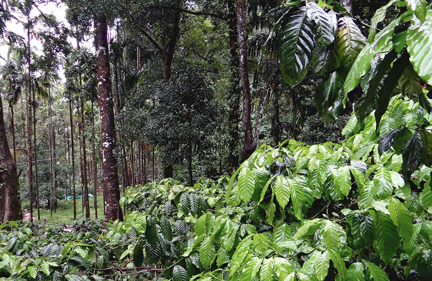 Coffee plantation in trees