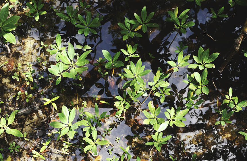 Mangrove seedlings close up