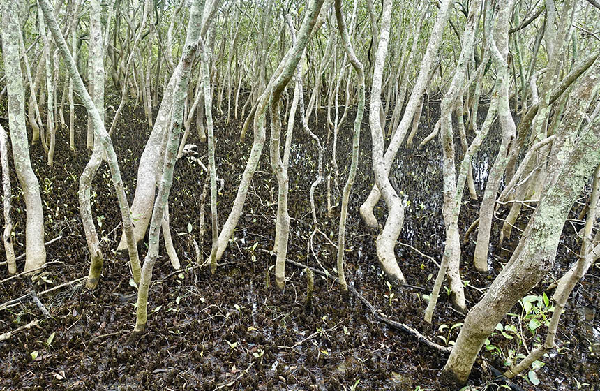 Mangrove in mud