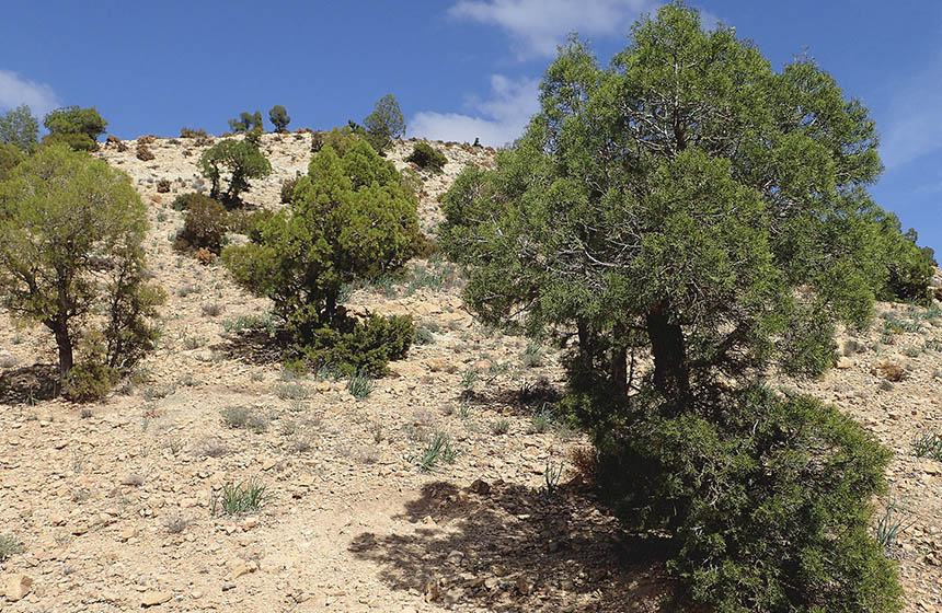Trees in arid landscape