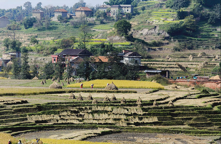 Fields in Nepal