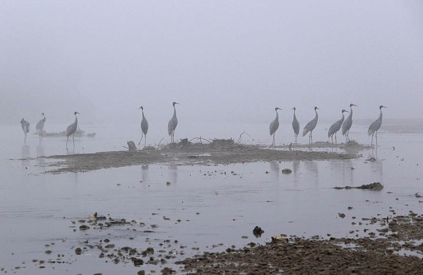 Birds in a foggy wetland