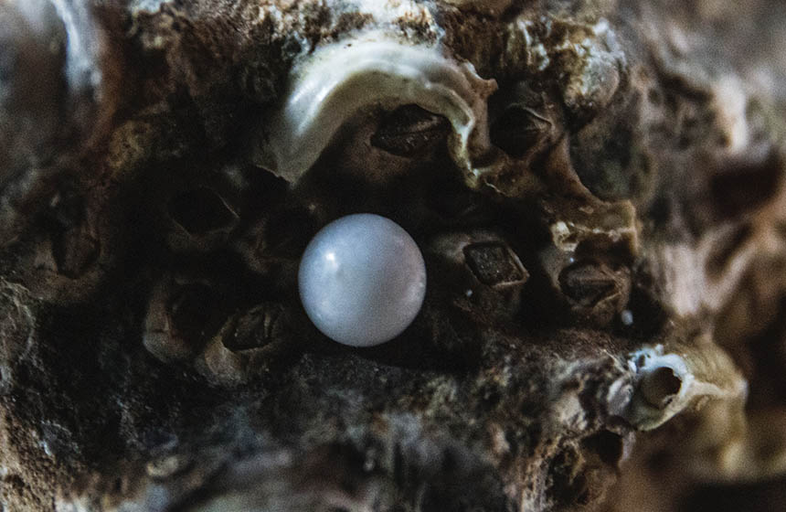 Close up of a pearl