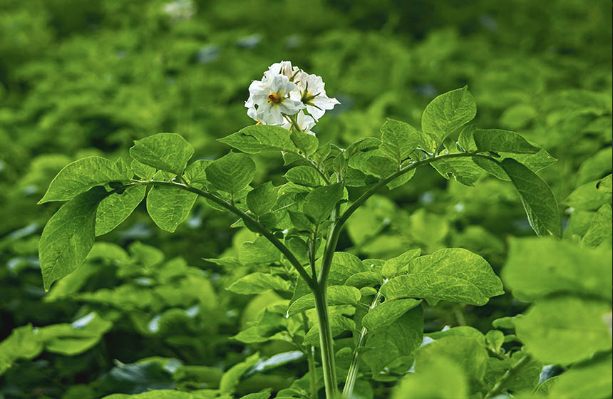 Close up of potato plant flower