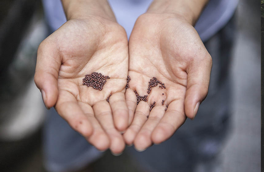 Close up shot of hands holding seeds