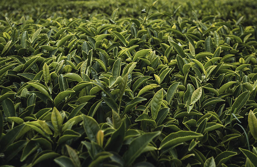 Close up shot of tea plants