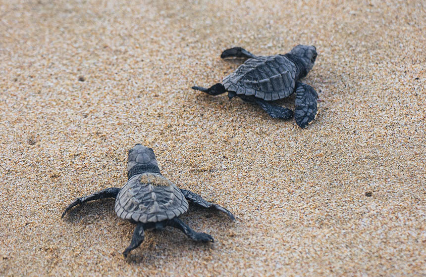 Baby turtles on sand