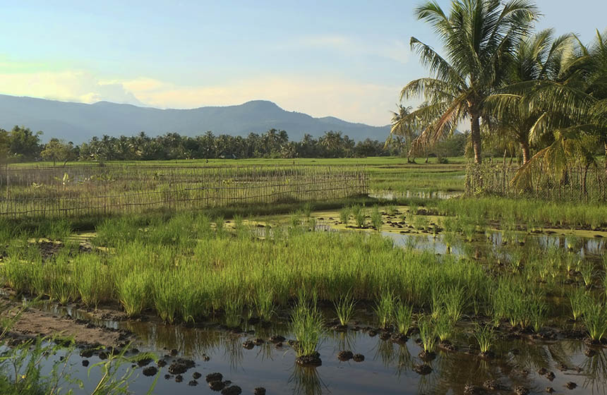 Rice fields in Cambodia