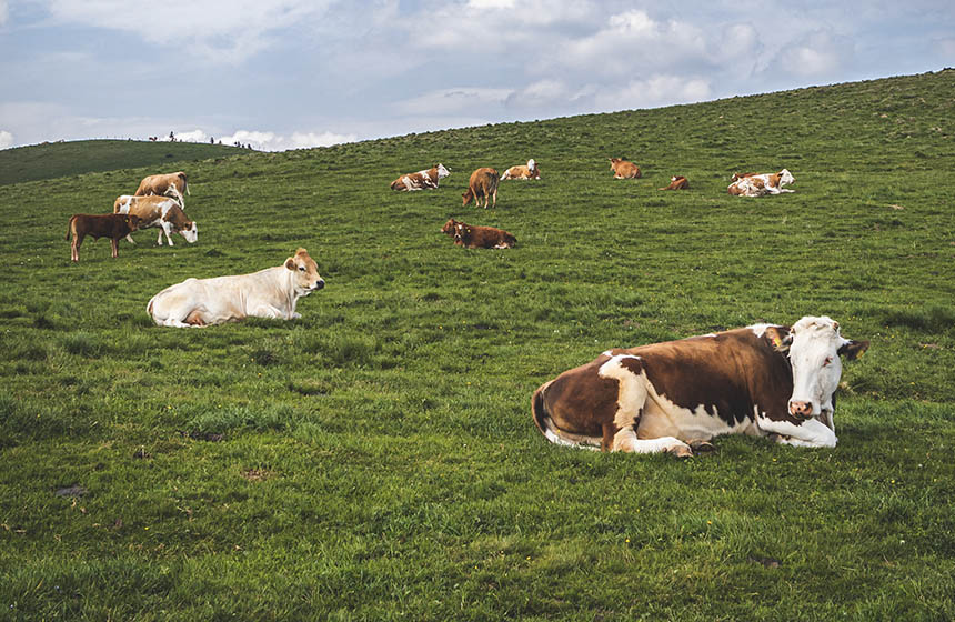 Grazing cattle on green field