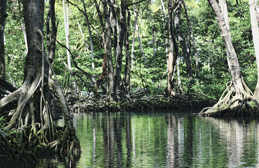 Large mangrove trees