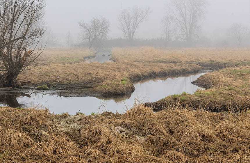 Brown peatland, foggy morning