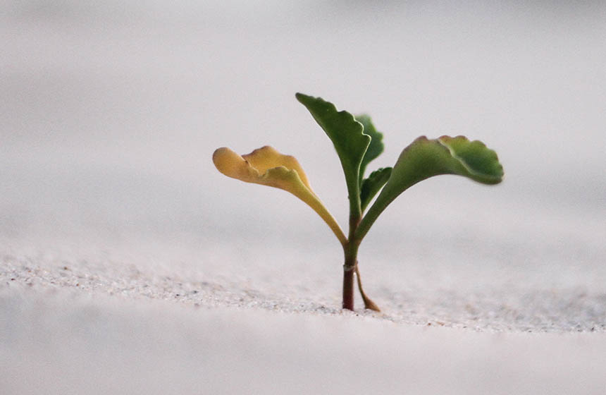 Close up plant in sand