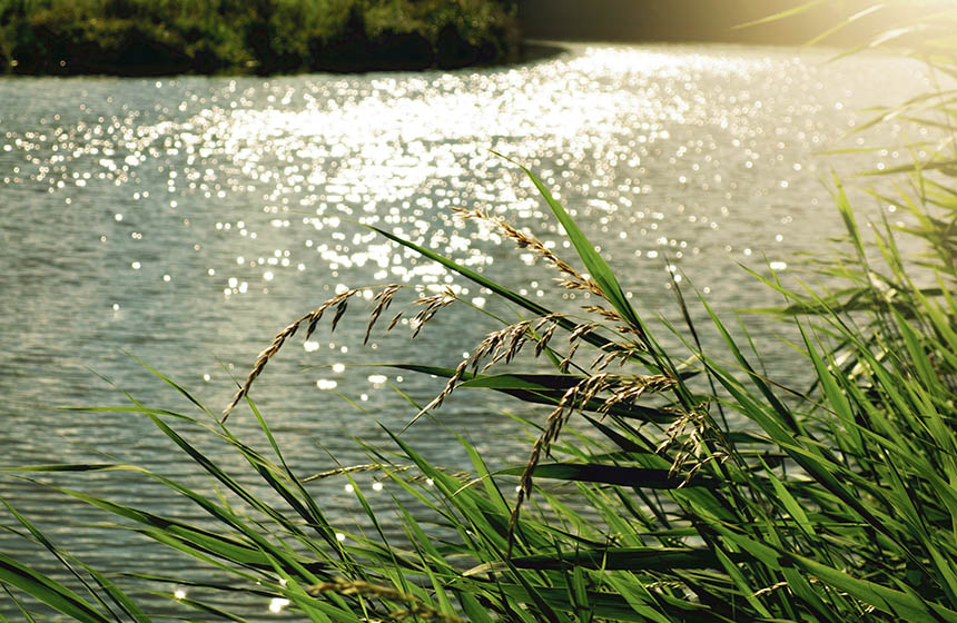 River reeds close up