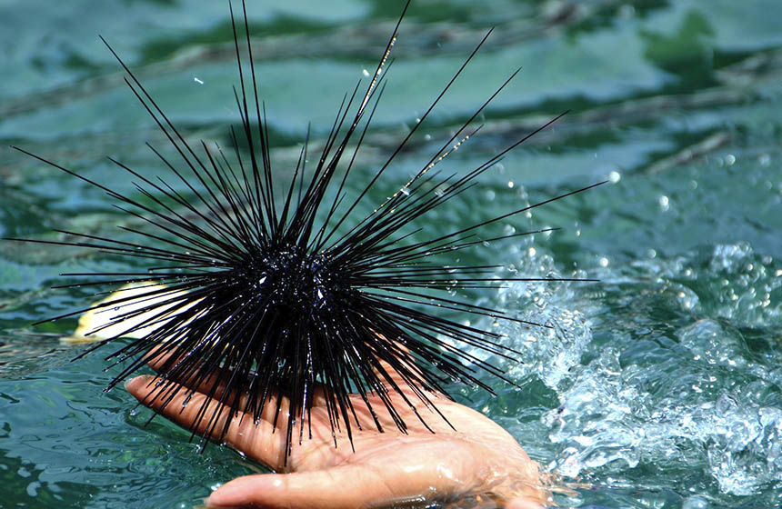 Long spined sea urchin on hand
