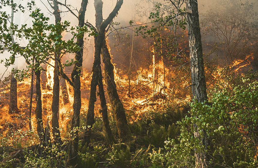 Fire burning through trees