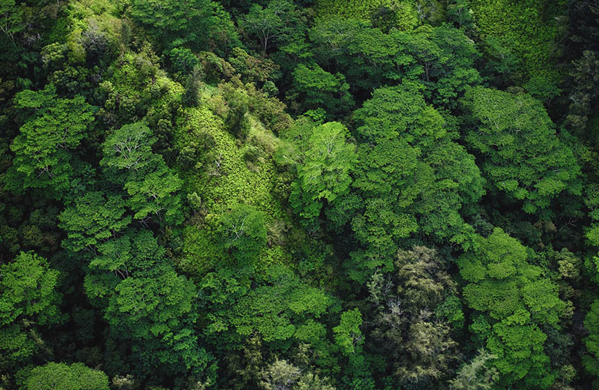 Aerial of tropical forest