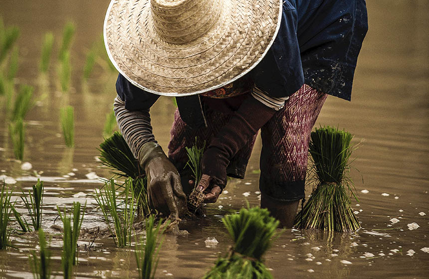 A worker tending to their rice.