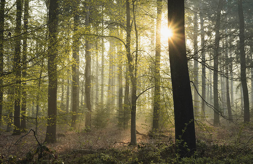Sun shining low through woodland